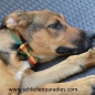 Preview: Hundeschleife Weihnacht, Hundehalsband, rot-grün-Goldband