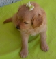 Preview: 2 x Süsse Hundeschleife mit Perle dekoriert